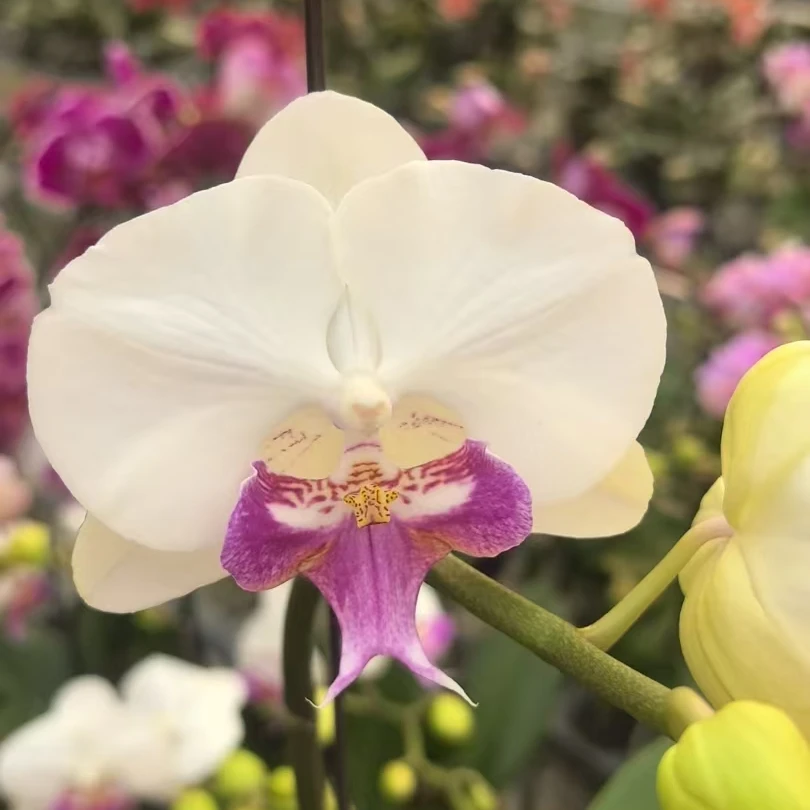 之禾花田蝴蝶兰茶花女