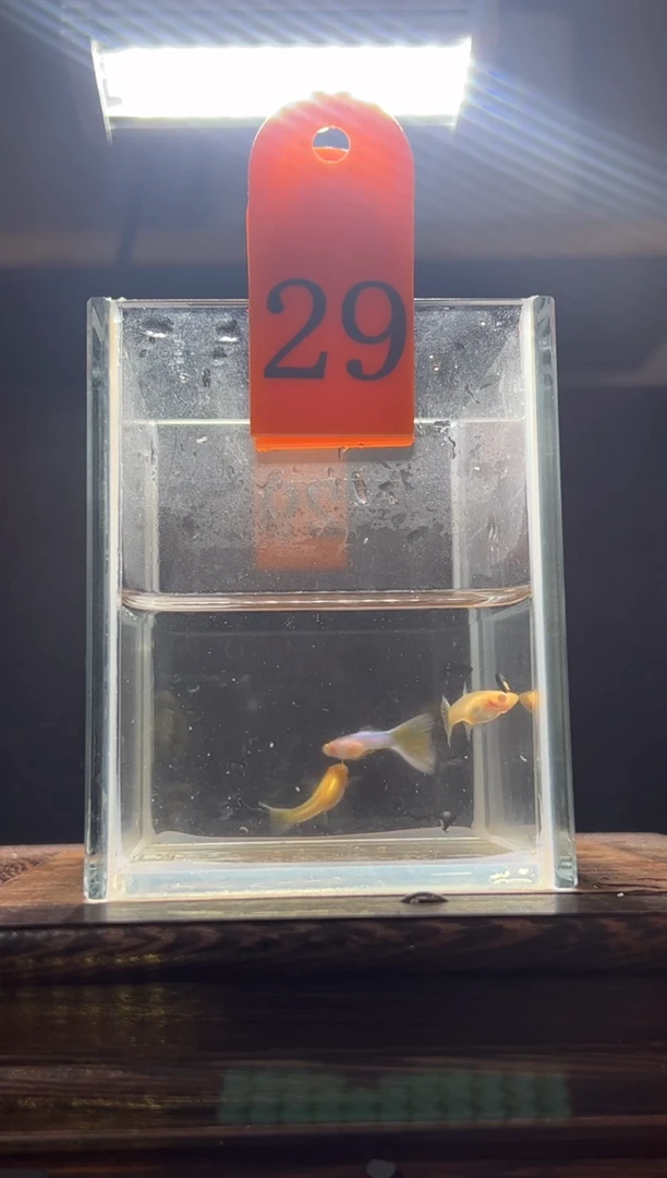 孔雀鱼极光幻彩编号29