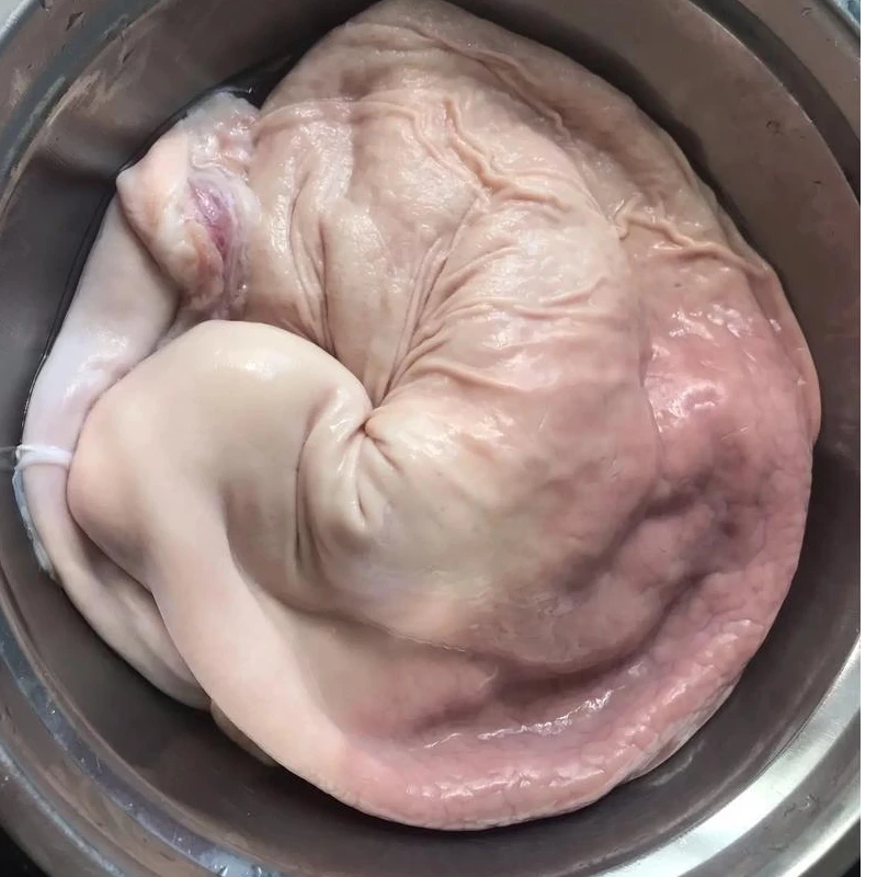 农家散养土黑猪，猪肚