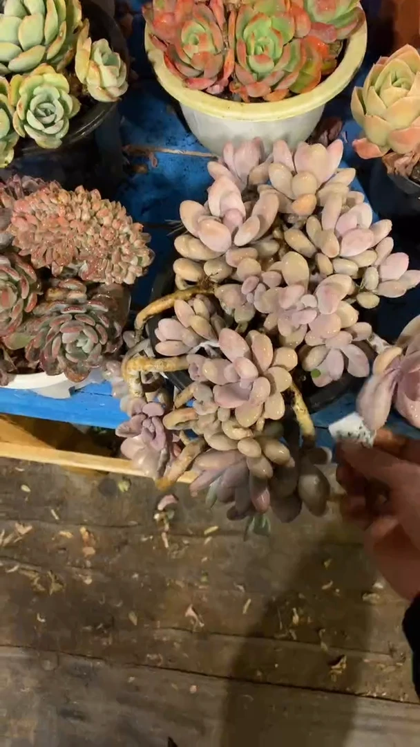 【闪购商品】1836桃蛋