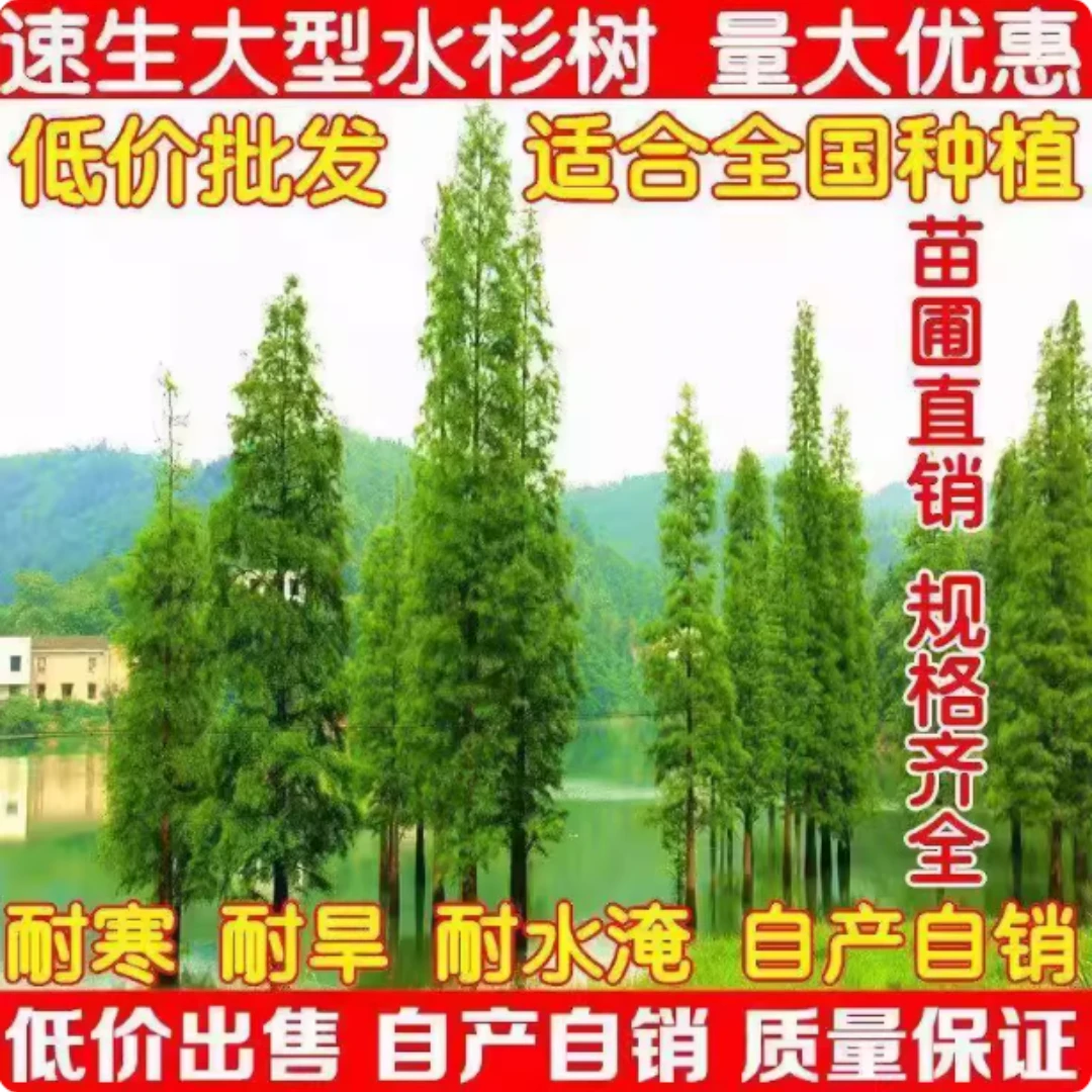 水杉树苗地栽绿化树苗木鱼缸水培植物耐寒耐涝风景树苗庭院观赏树