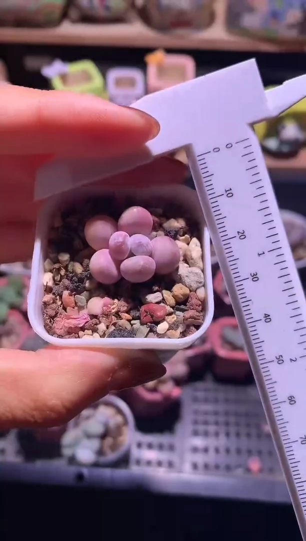 蛋黄脱土发，满28包邮，不满发一个叶片到付