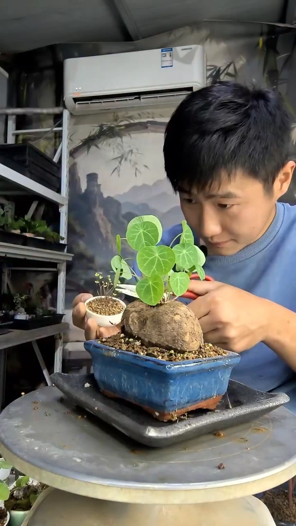 予**灯中青园艺一物一拍199