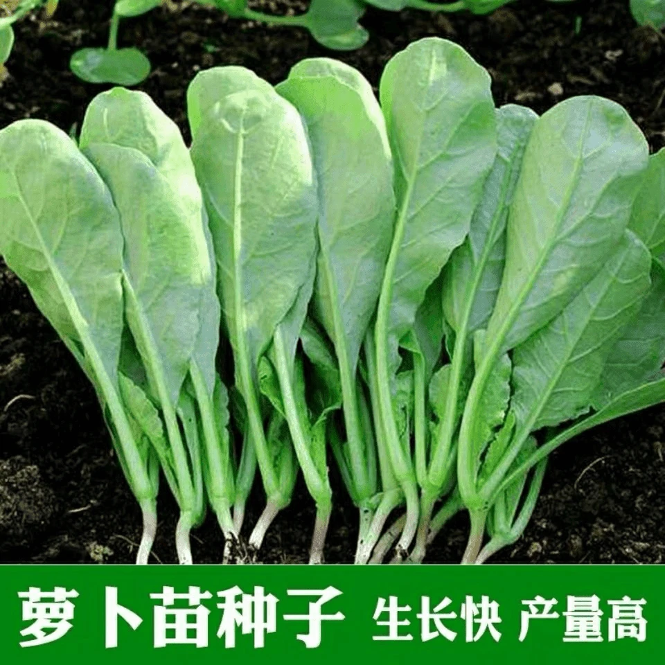 【满五元包邮】苗用萝卜种子小青菜萝卜苗专用种春季四季播阳台蔬