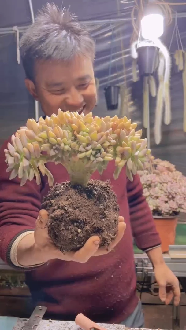 246淡雪缀化一物一拍