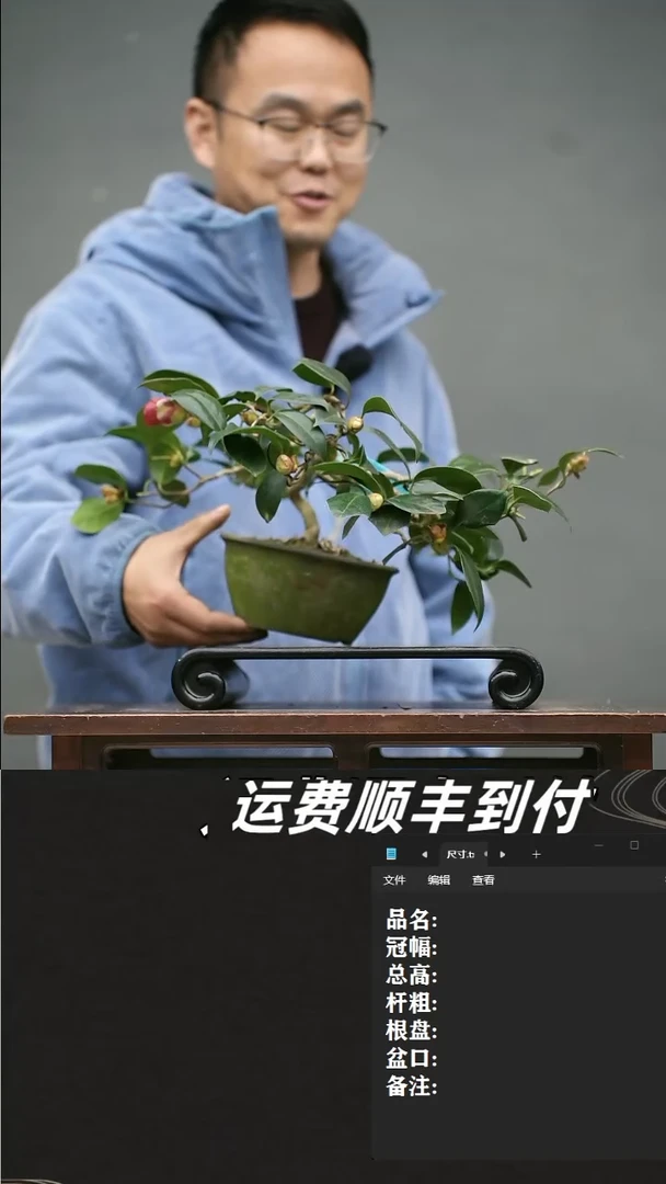 【闪购商品】22 茶梅