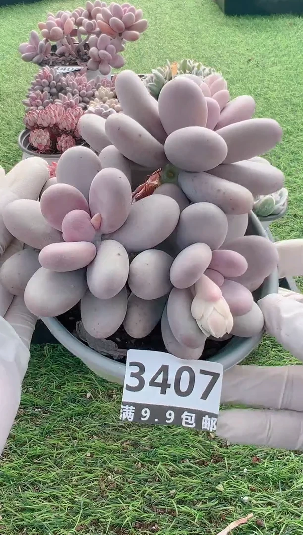 【闪购商品】信福多肉一物一拍