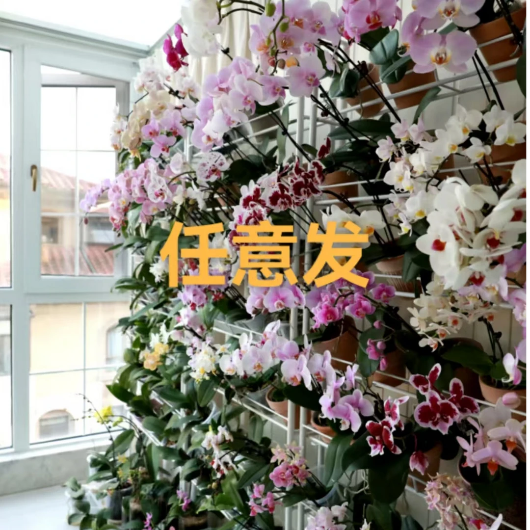 蝴蝶兰《任意发蝴蝶兰组盆》带花剑 好养 广西基地直发 任意发货