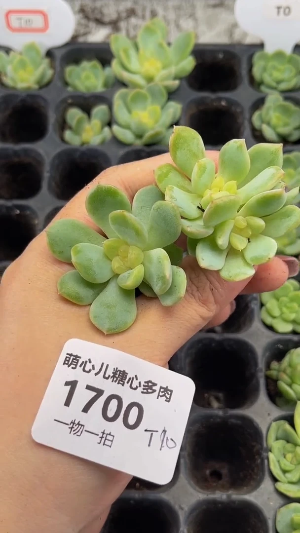 1700 t10多肉植物