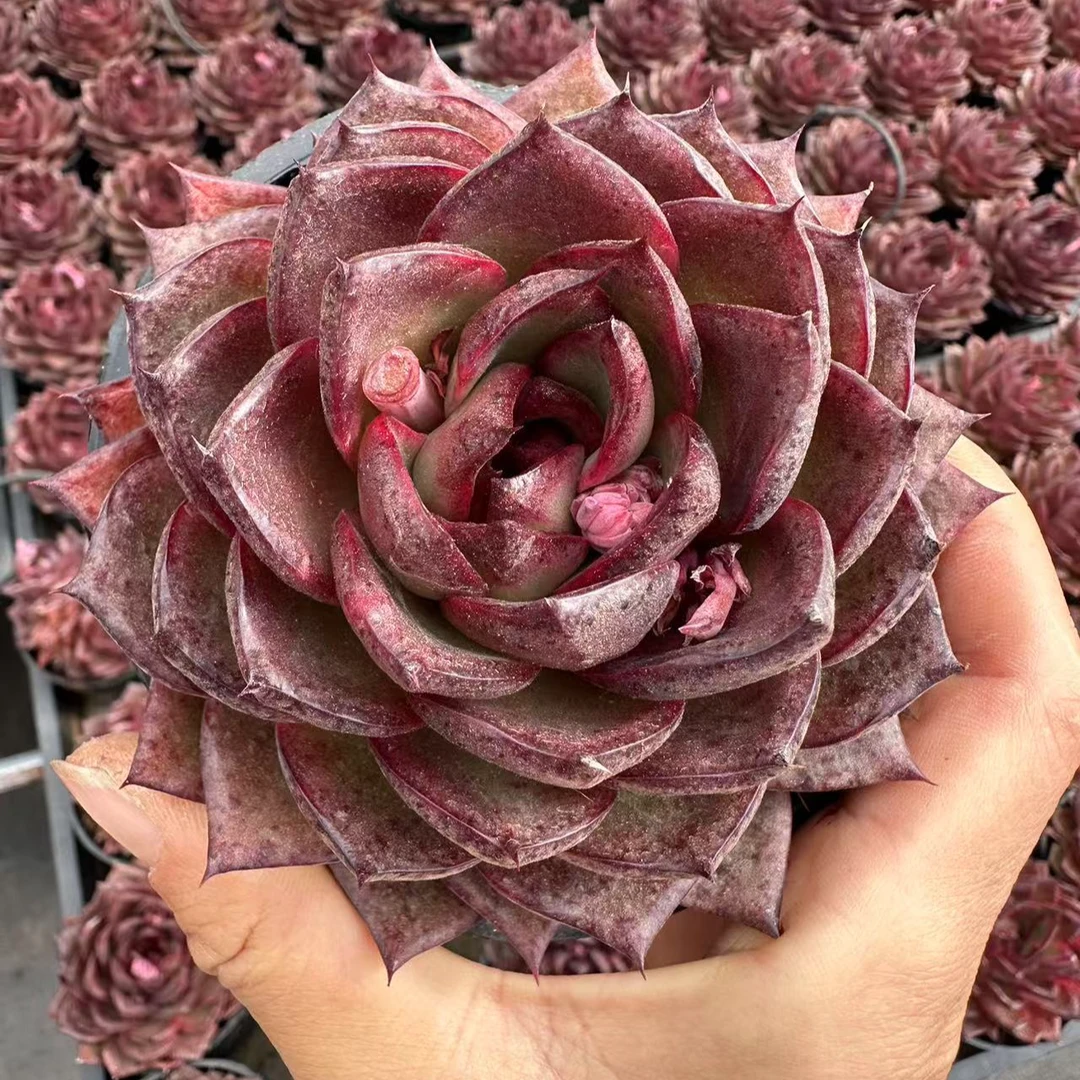 10#黑魔方（向东版）多肉植物    前男友精品多肉 sm0847