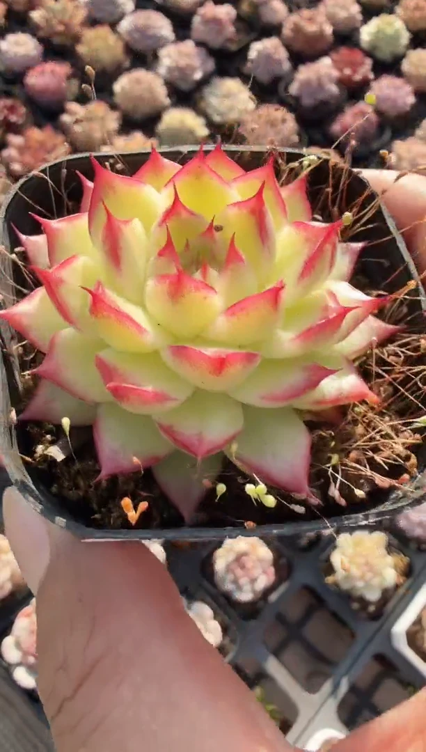 东云多肉园新款-105