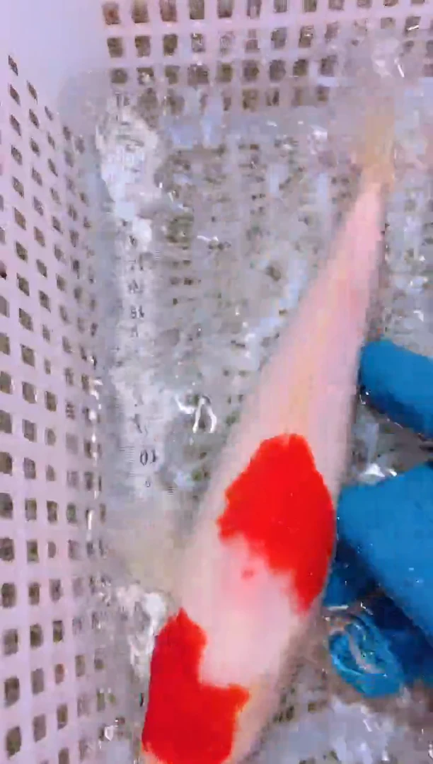 锦鲤冷水观赏鱼全场包邮161