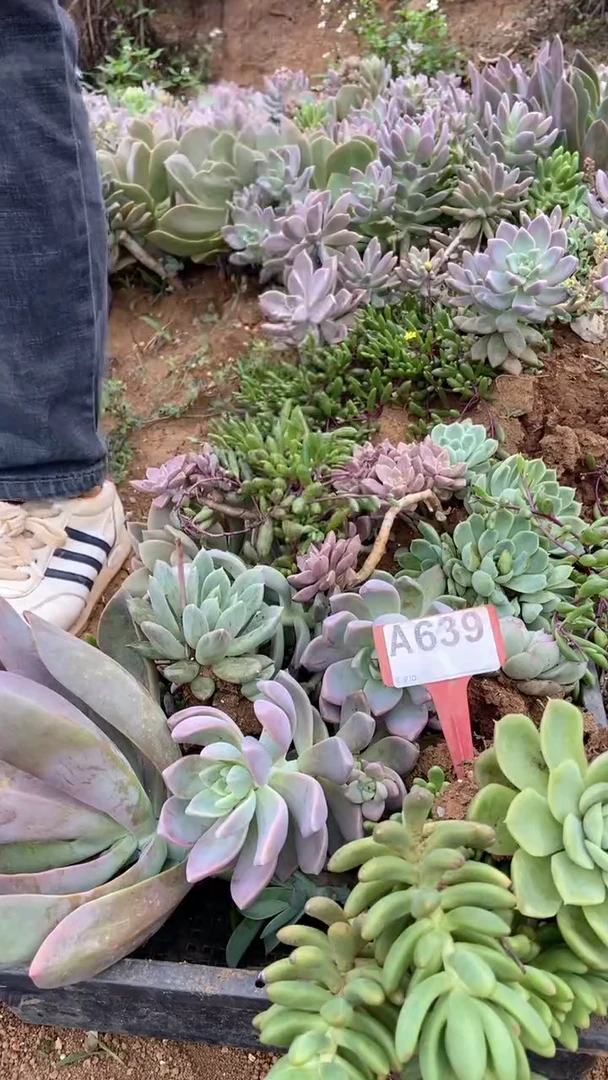 A639购清风花木兰多肉组合脱土发货