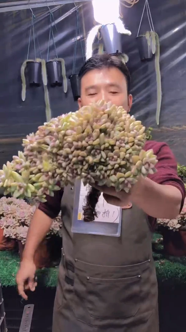 181雪缀化一物一拍（微瑕）
