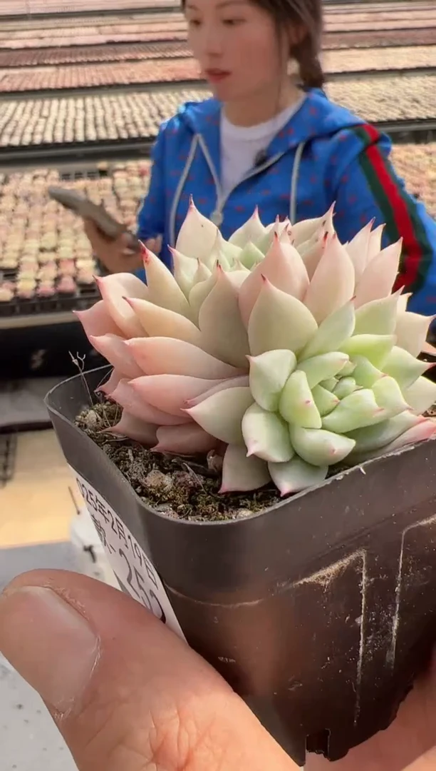 【闪购商品】新款多肉-252