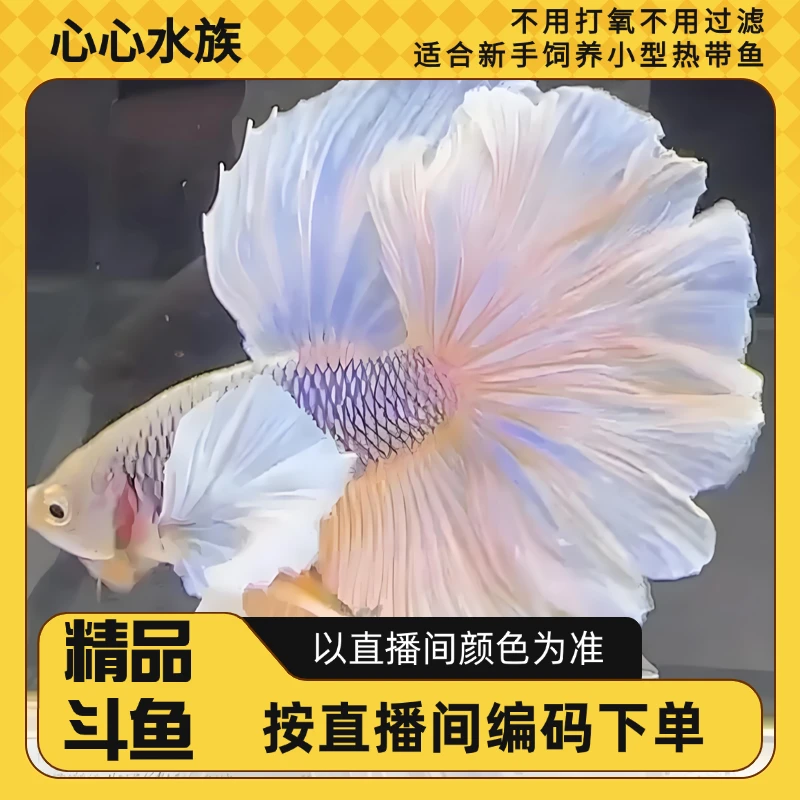 泰国精品斗鱼 直播间选号631-720号 小型观赏鱼婚纱鱼 好养耐活