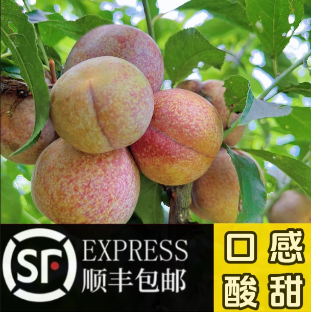 [送礼果王]三华李3/5/10斤红心酸脆李子