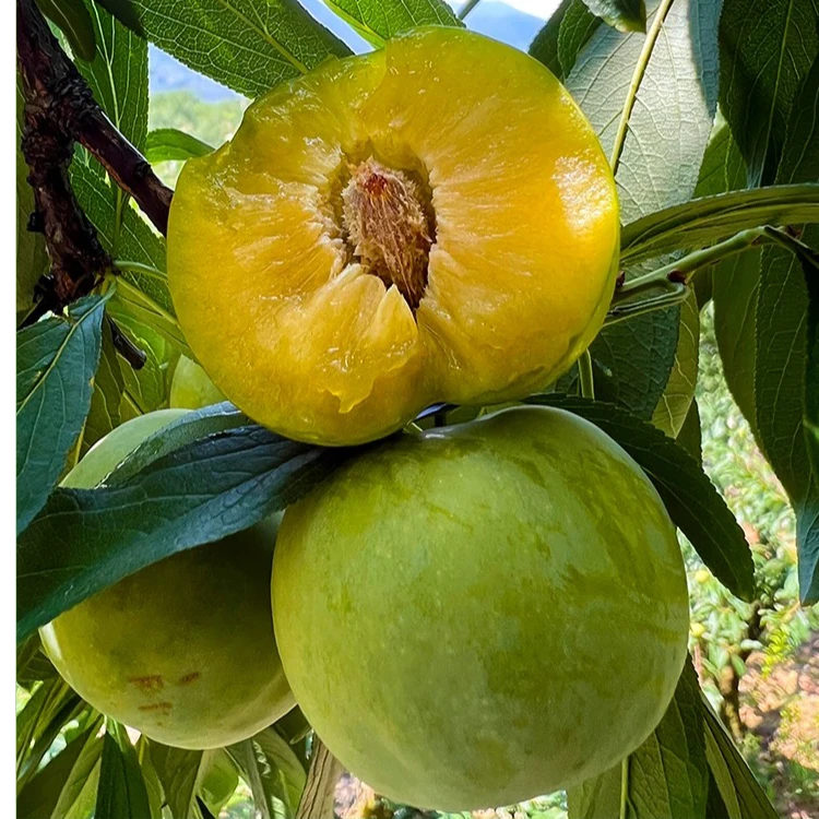 正宗巫山脆李脆甜多汁新鲜脱骨非蜂糖李