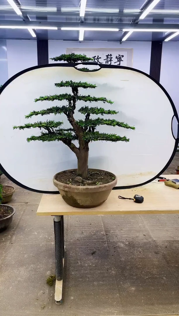 无花朵?****?0000000000000000