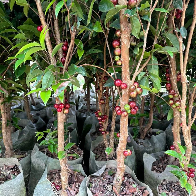 小可爱-嘉宝果树红妃艾斯卡福冈阳台种植四季结果庭院【直播专用】