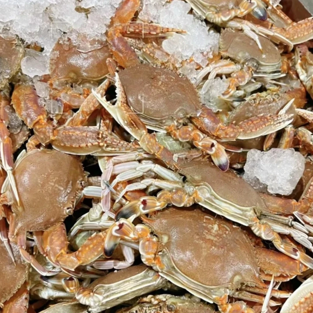肉蟹/扁蟹活活压冰厦门发货顺丰新鲜到家蟹同城配送海鲜