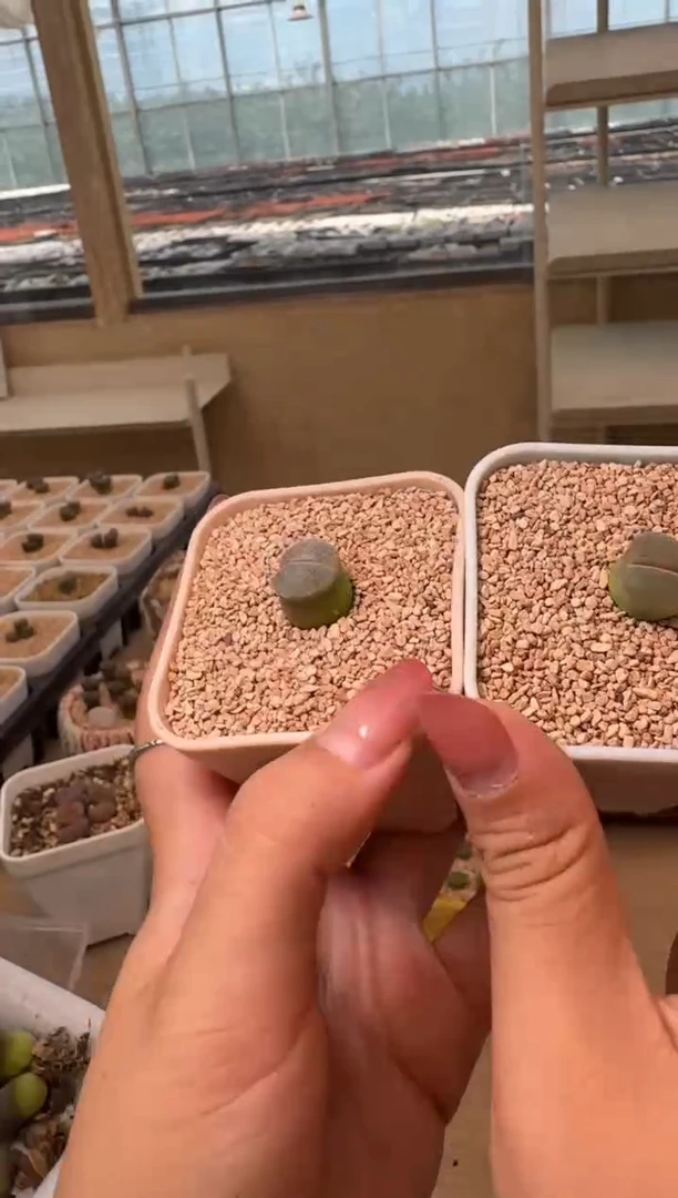 19-26多肉植物肉锥安格一颗