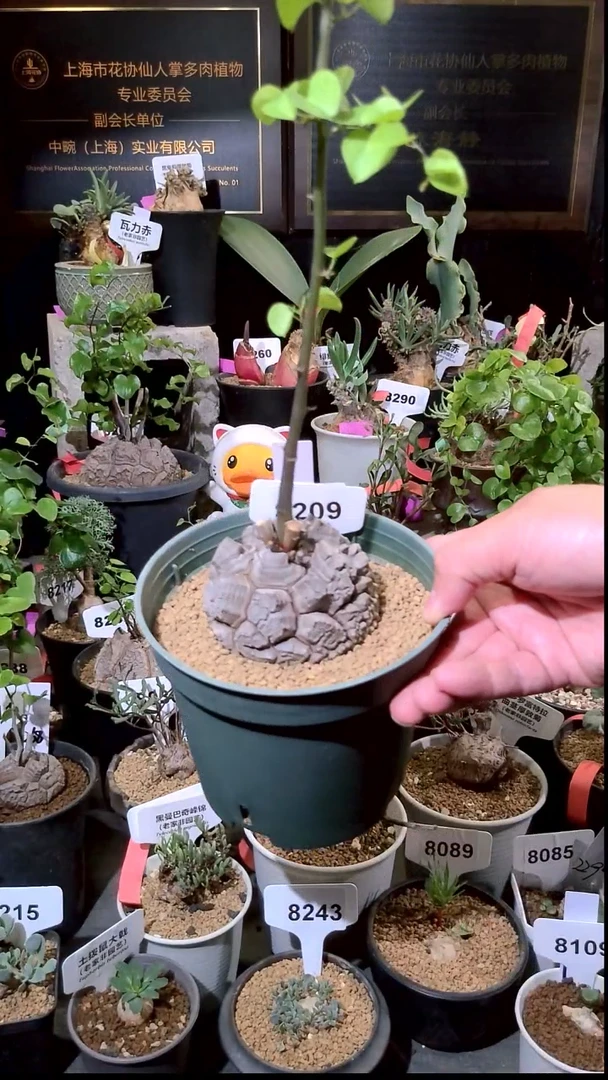 8209号1229精品植物南非龟甲龙单颗