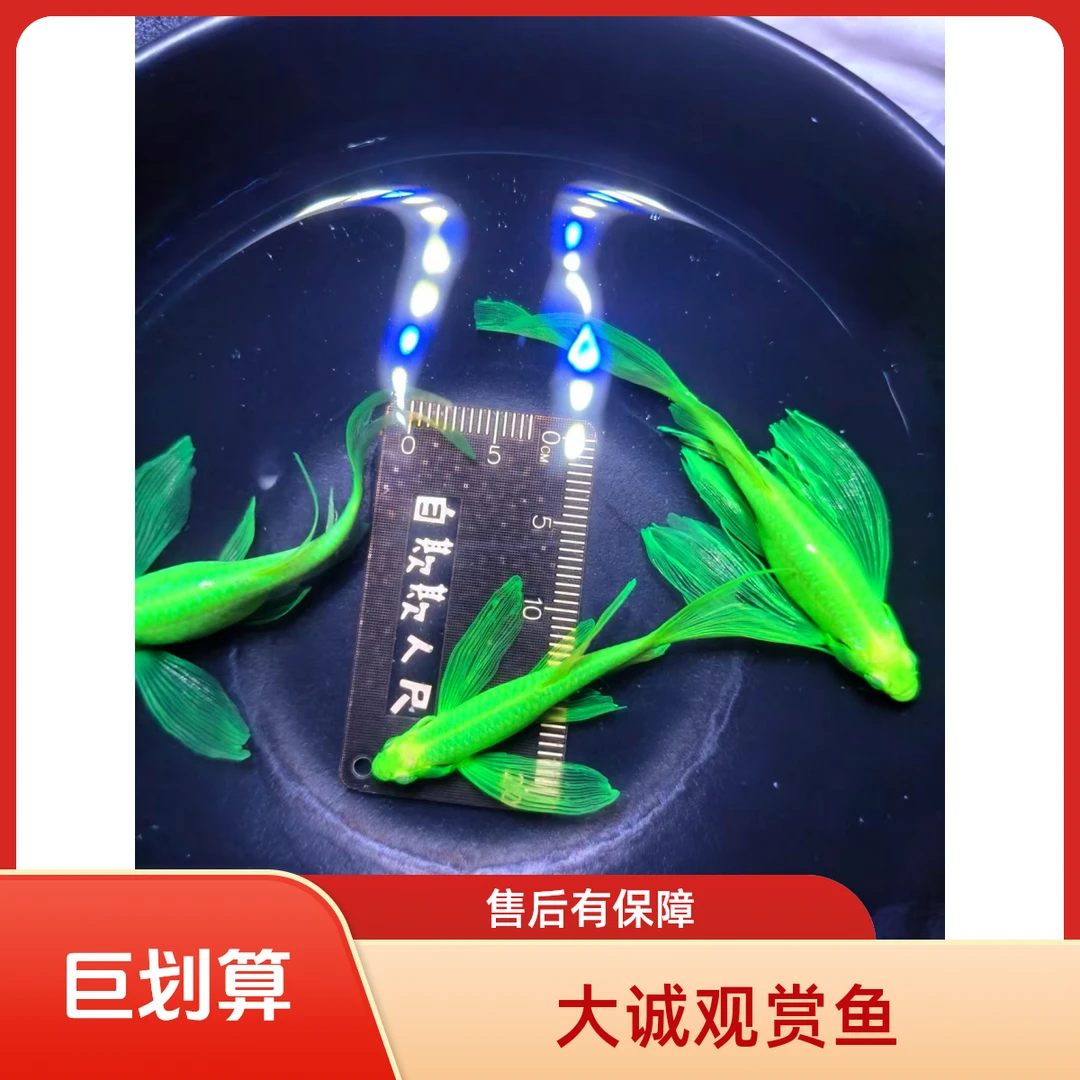 绿翡翠蝶翼斑马鱼种鱼