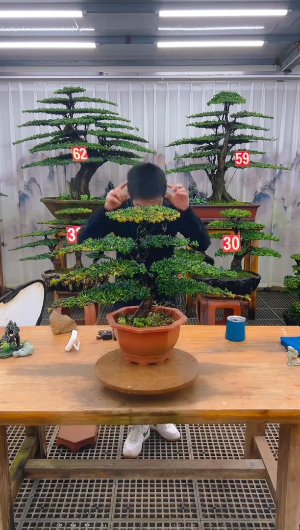 无花朵精品盆景直播间一物一拍