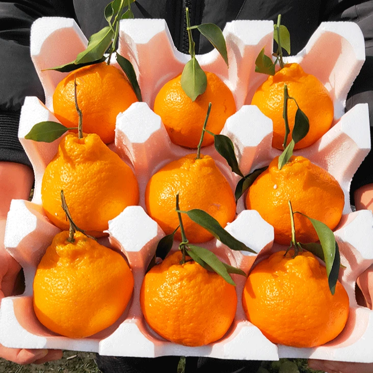 【正宗四川春见耙耙柑】新鲜多汁自然熟爽口细腻手剥水果