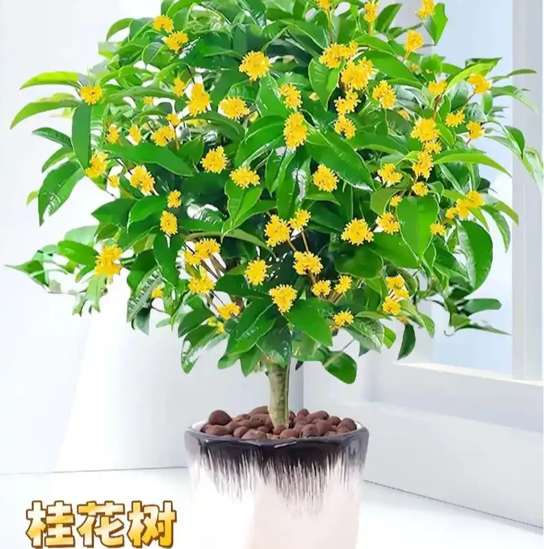 地栽桂花树大树原生八月金桂丹桂盆栽别墅庭院绿化苗木四季常青
