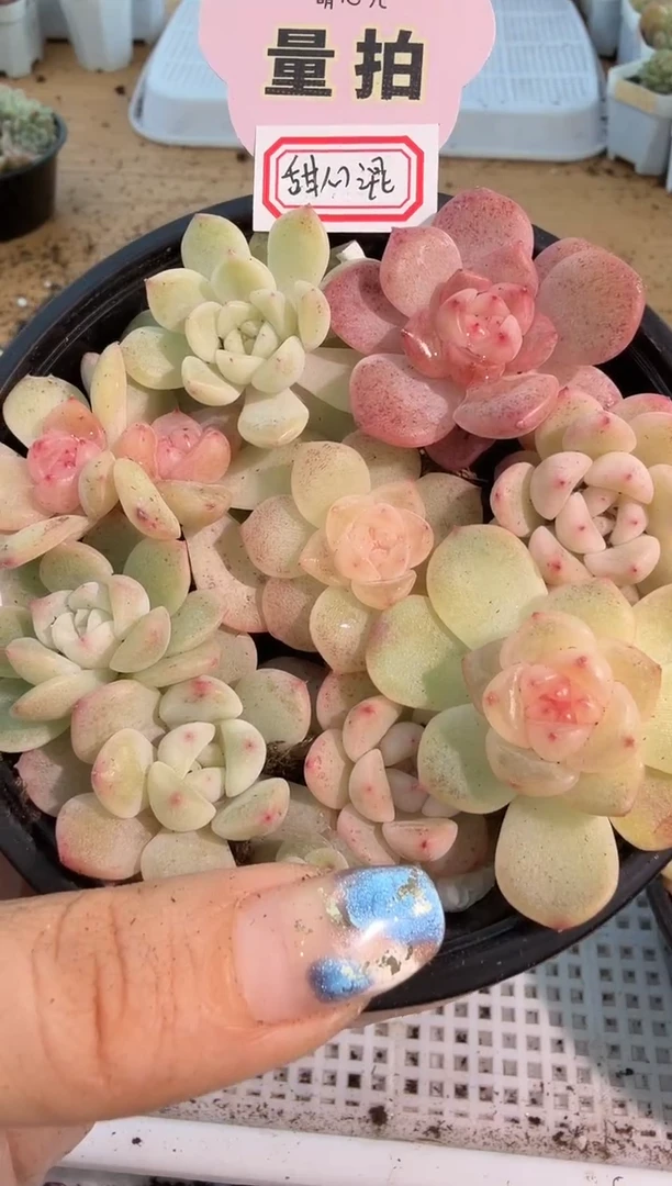 甜心混 1盒 量拍混发 满9.9包邮