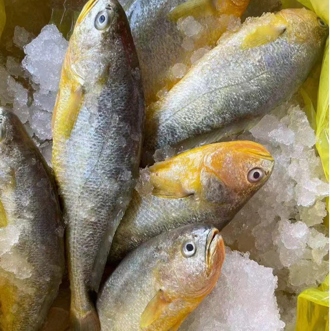 深海黄花鱼肉质紧实口感香甜