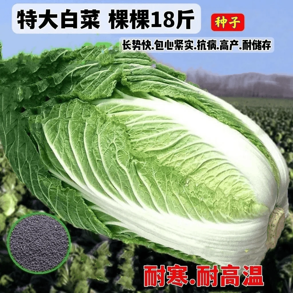 十八斤白菜王种子冬储新三号高产早熟大白菜种子秋冬季蔬菜种子