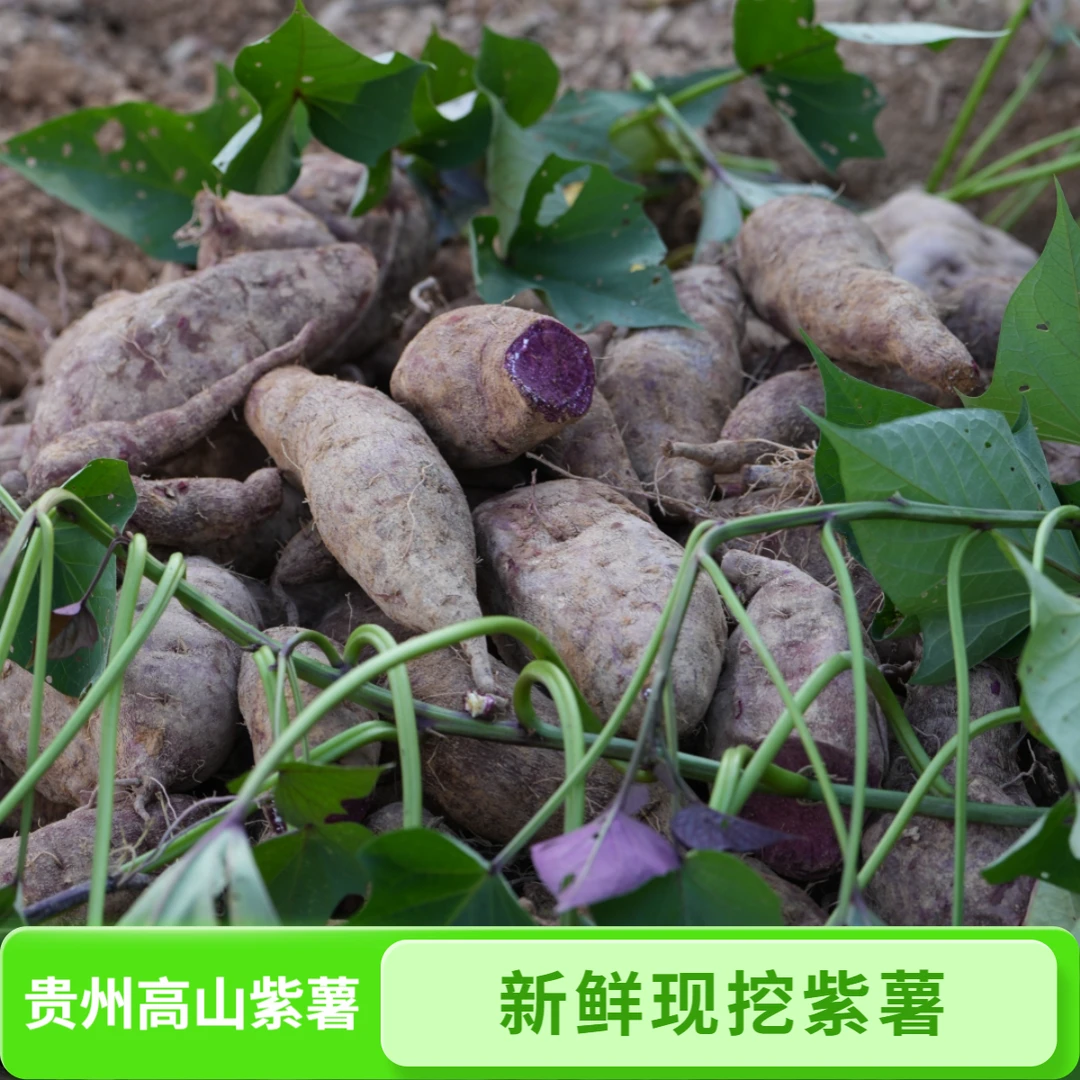 苗王家乡锦屏高山紫薯5斤农家自种新鲜现挖包邮坏了包赔红薯番薯