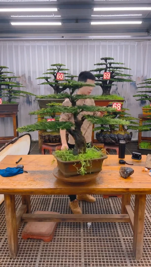 【闪购商品】紫砂精品盆景直播间一物一拍