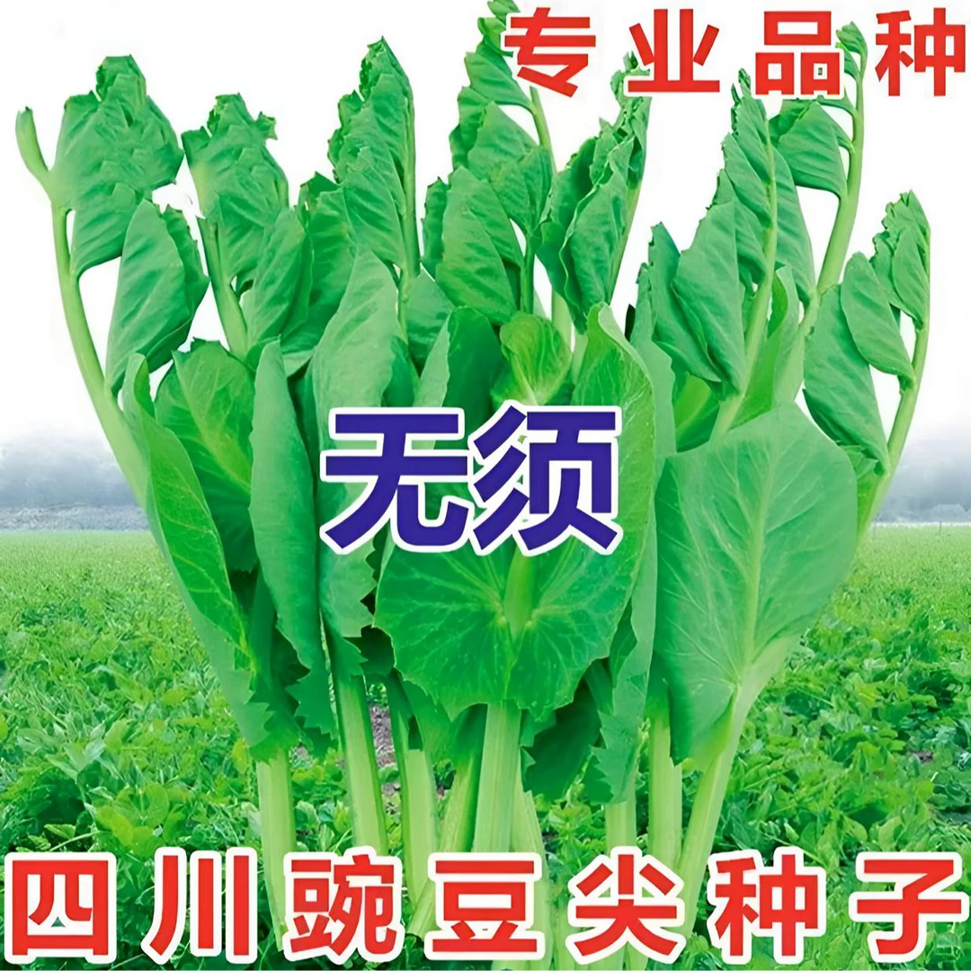 【无须豌豆尖种子】豌豆尖耐寒耐热蔬菜种子高产采收花盆小院