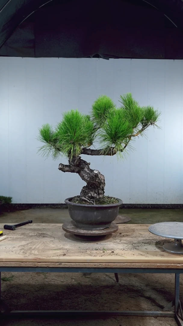 无花朵松树木架包邮
