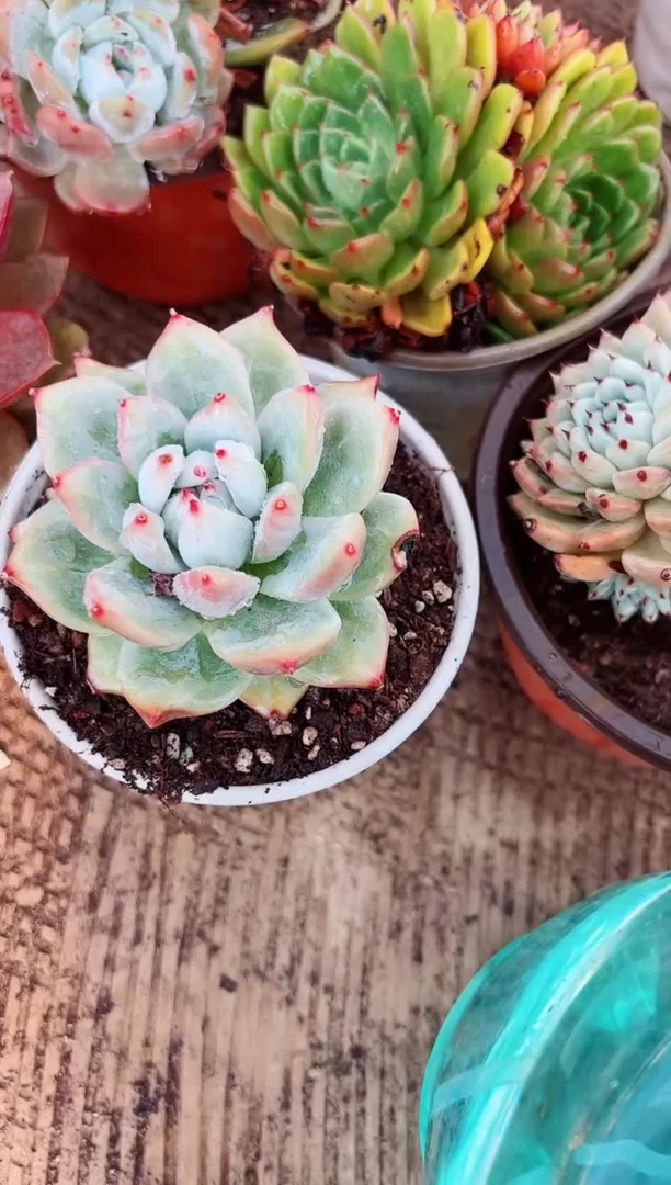 ¹****࿐多肉植物一物一拍11186