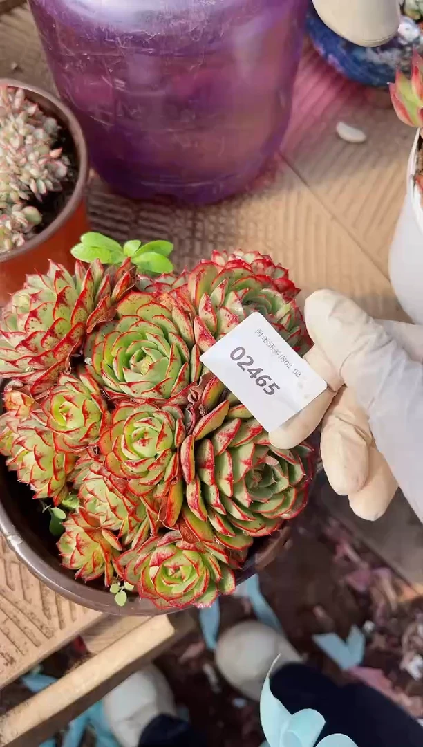 【闪购商品】02465