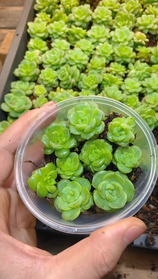 190翡冷翠B3     量拍