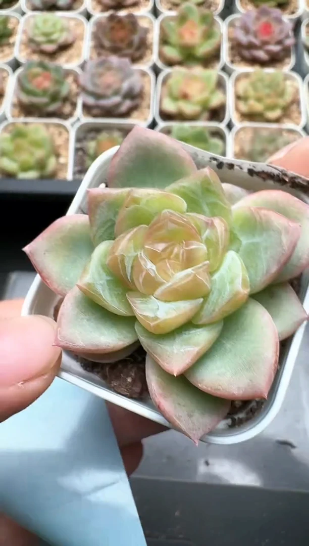 065C云禹多肉植物 带盆土纸巾打包 3颗包邮