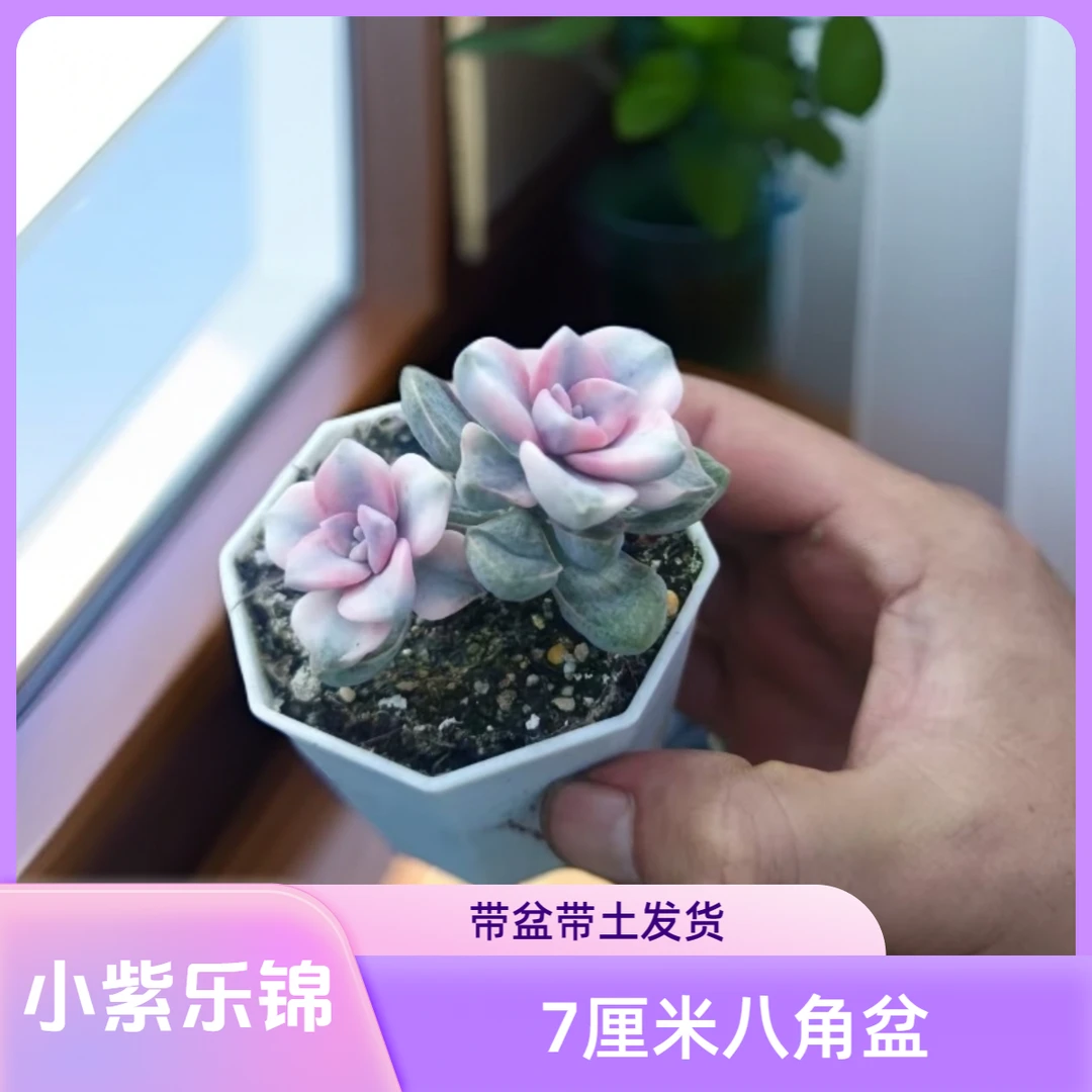 紫乐锦山东多肉（掉叶子不售后）