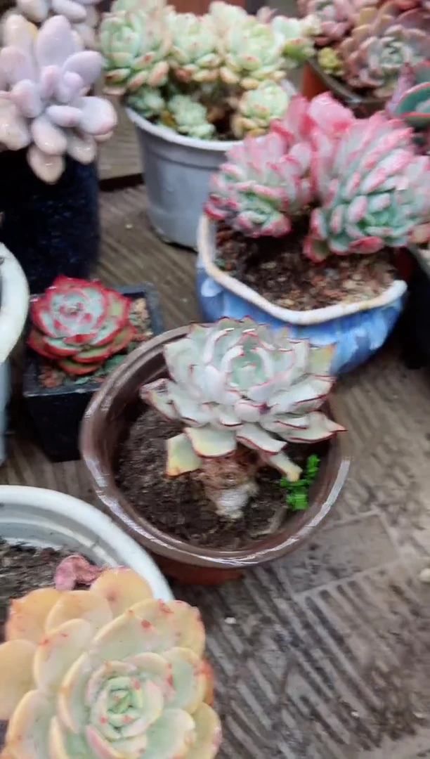 【闪购商品】10062