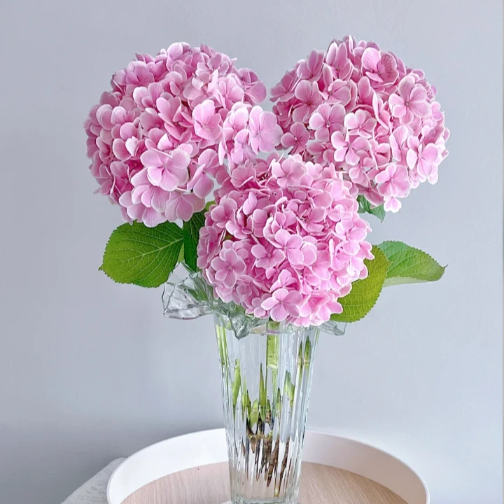【粉色绣球次日达】家居用花日达鲜花花店同款送人送礼今天拍明天到