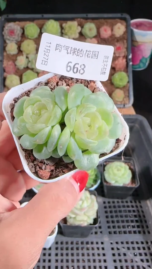 1127-668无尽灯群生不包整