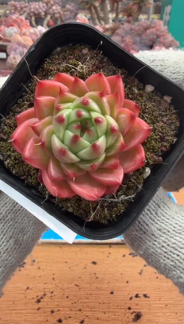 东云多肉园三店-89