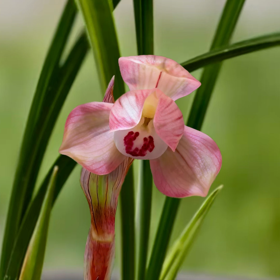 赵鹏推荐--高端铭品-春兰荷瓣