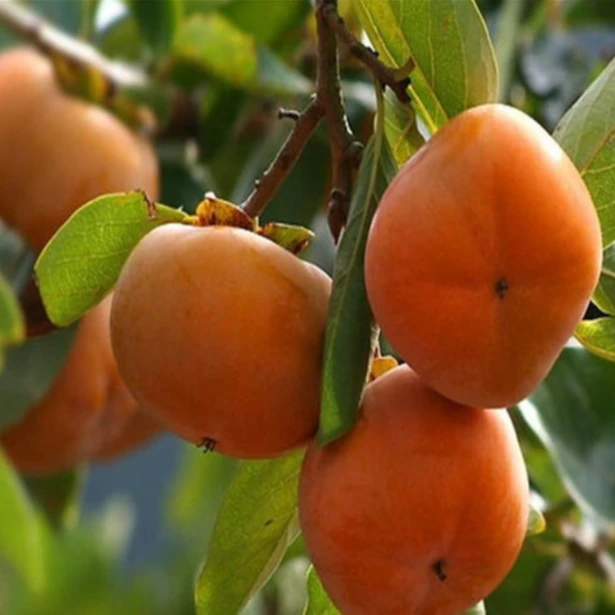 自家种植磨盘柿子5斤装需放软之后食用天津发货顺丰包邮