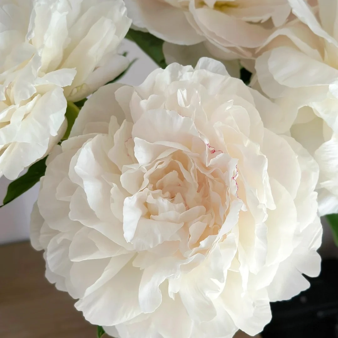 【安卡饮斯】芍药花苗